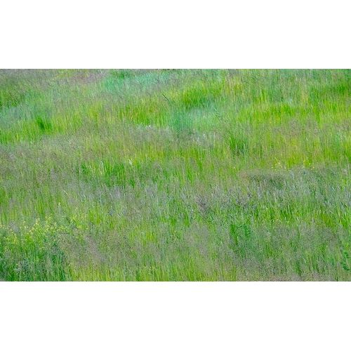 Gulin, Sylvia 아티스트의 USA-Washington State-Palouse-Eastern Washington Green grass field작품입니다.